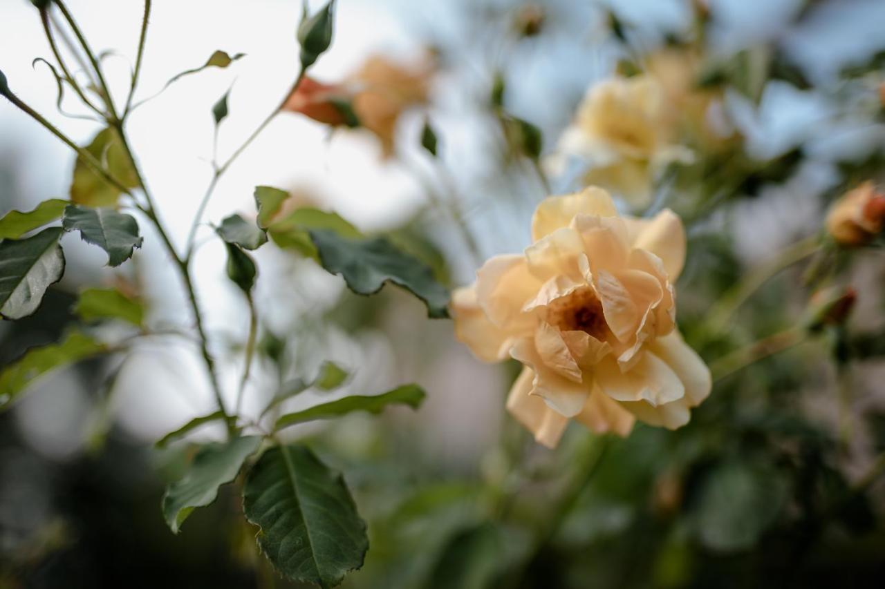 Twin Ginkgo Villa Giverny Exterior foto